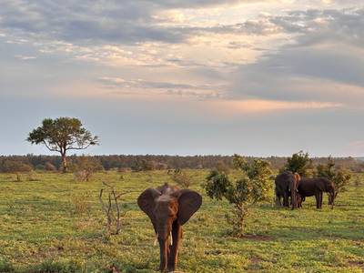 Kruger NP 🇿🇦